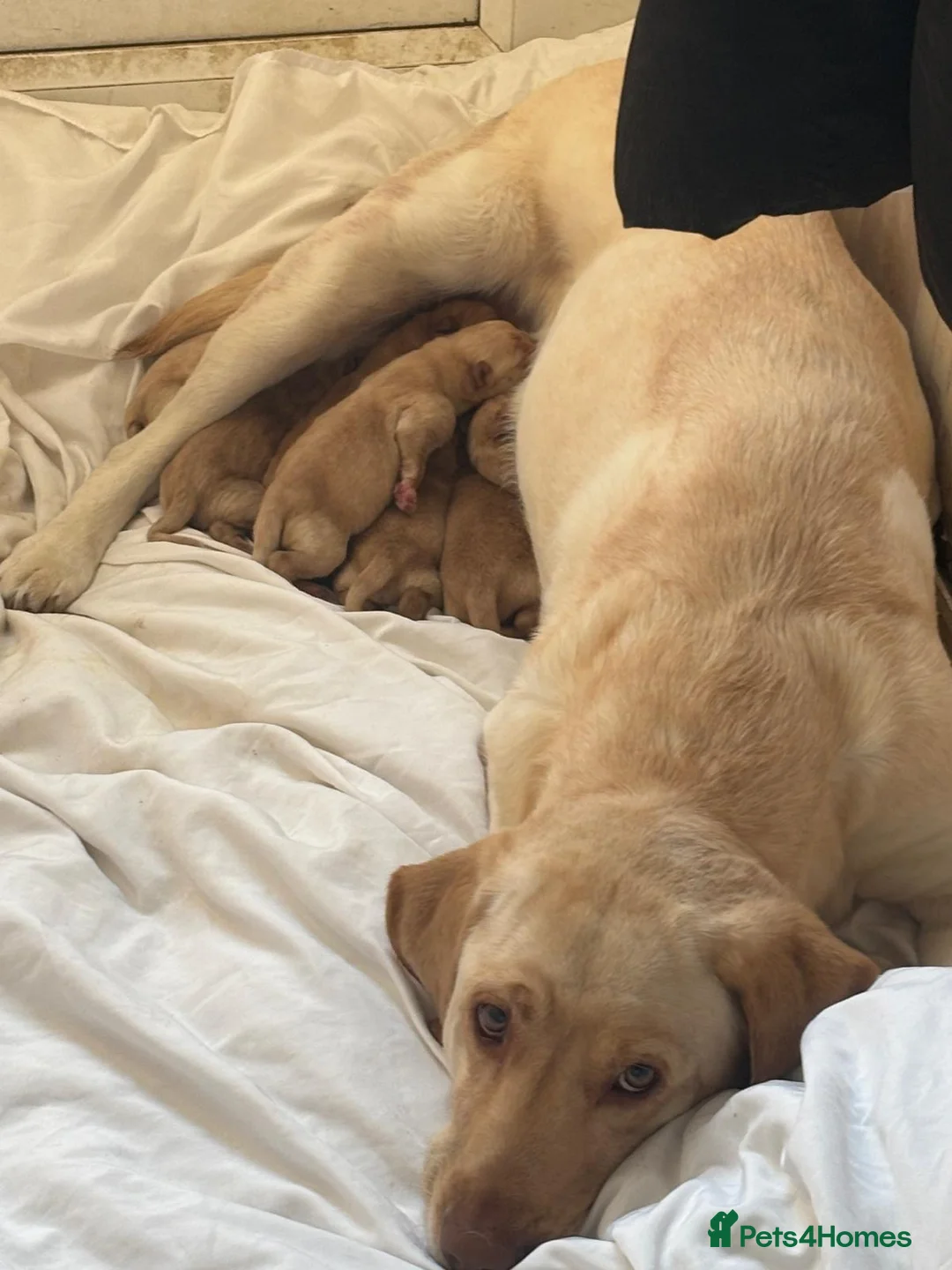 Labrador Retriever dogs for sale: 1 boy left  - Advert 7