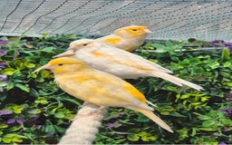 Canaries birds for sale: Various Canaries Available - Image 1