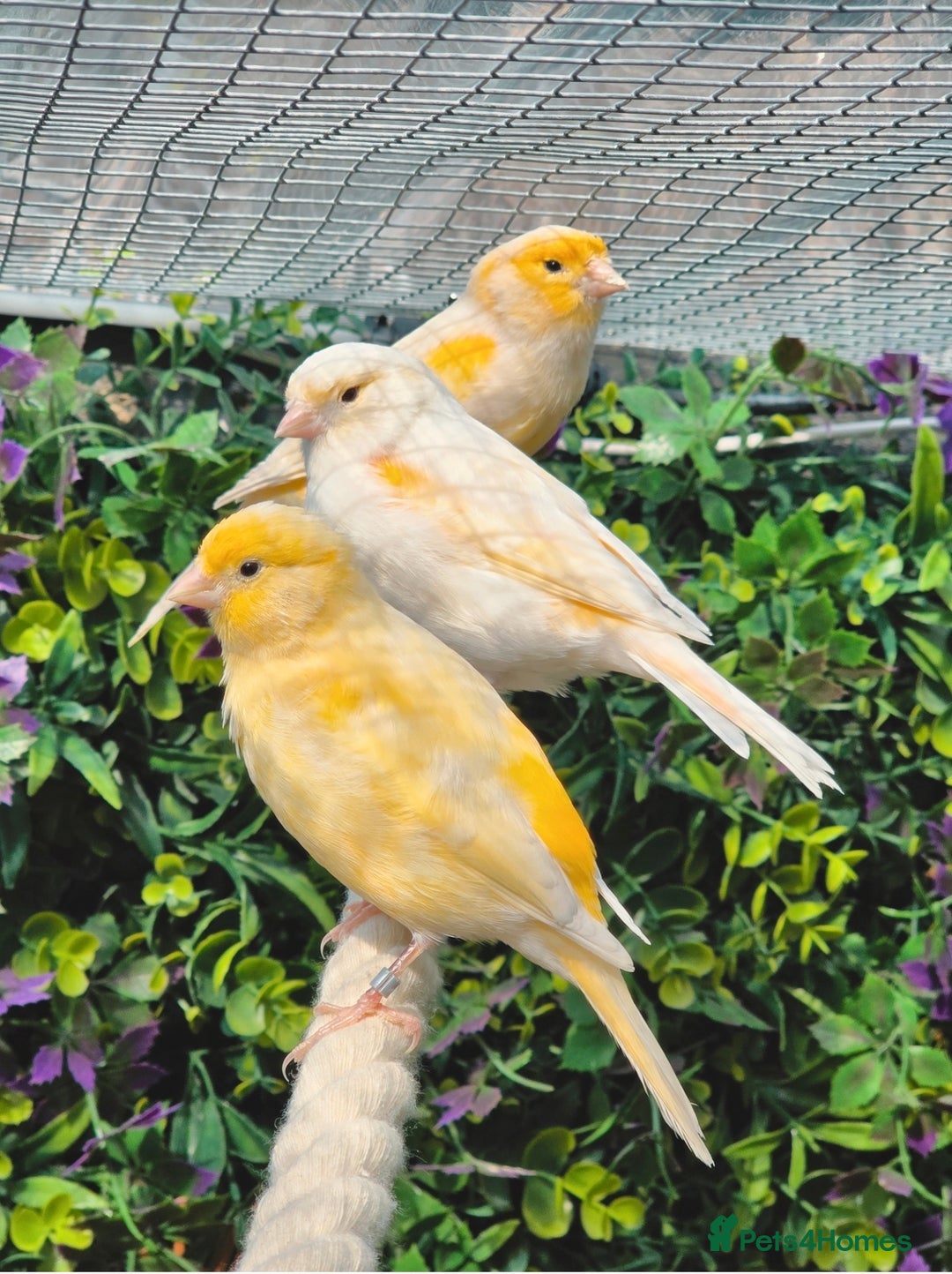 Canaries birds for sale: Various Canaries Available - Image 1