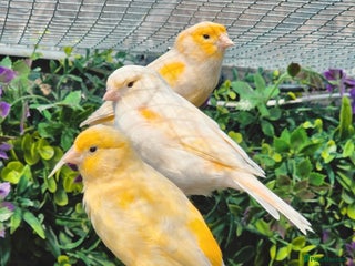 Canaries birds for sale - Advert 1