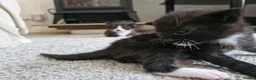 Mixed Breed cats for sale: Sweet kittens in Guildford - Advert 5