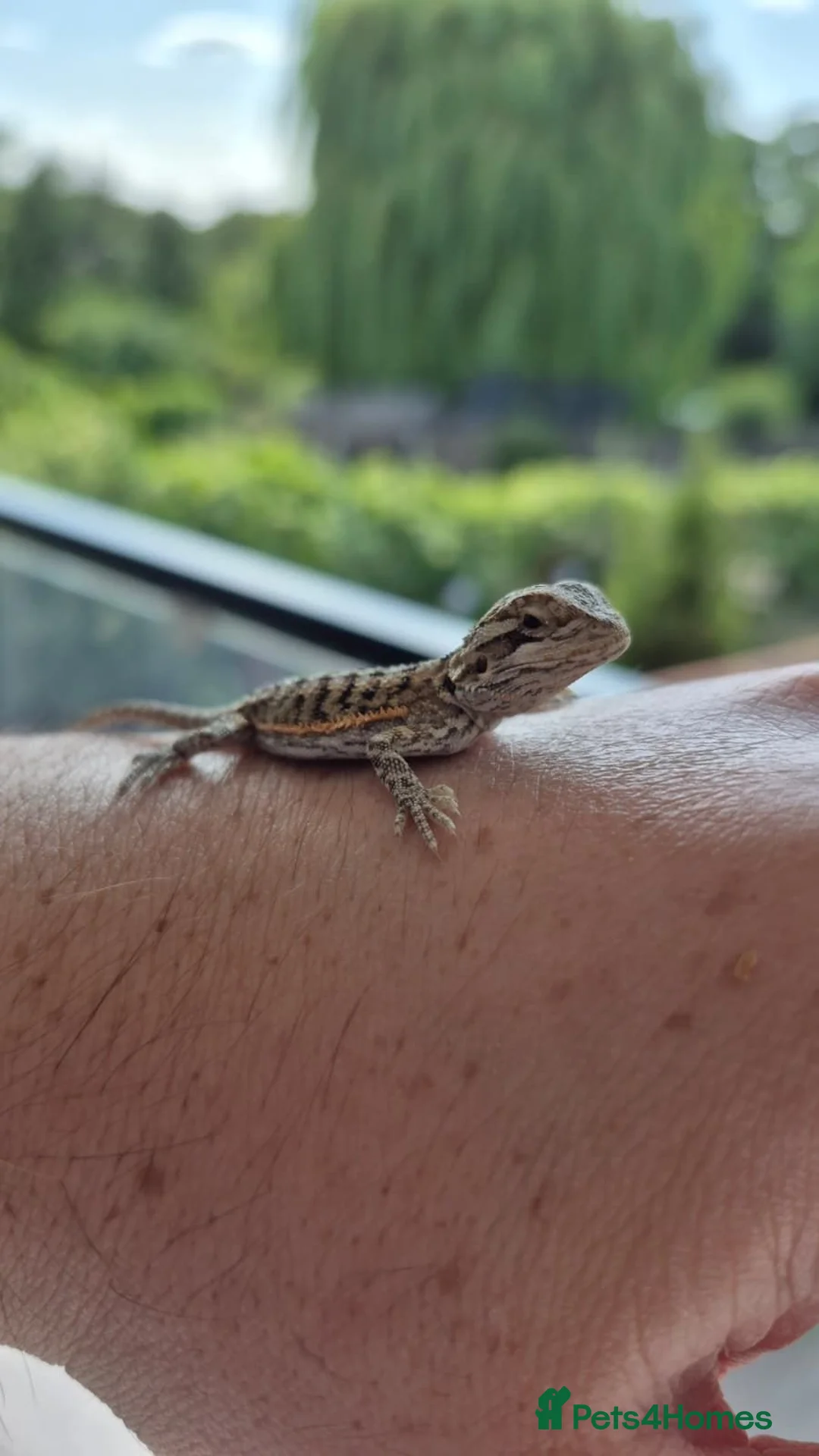 Bearded Dragon reptiles for sale: Friendly Bearded Dragon Babies - Advert 5