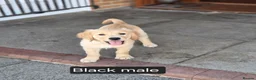 Golden Retriever dogs for sale: Beautiful golden retrivers - Advert 3