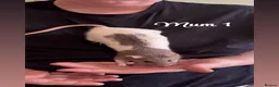 Rat rodents for sale: Baby rats  in Trowbridge - Advert 33