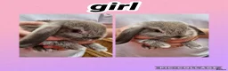 Mini Lop rabbits for sale: **mini lops ready now ** - Advert 8
