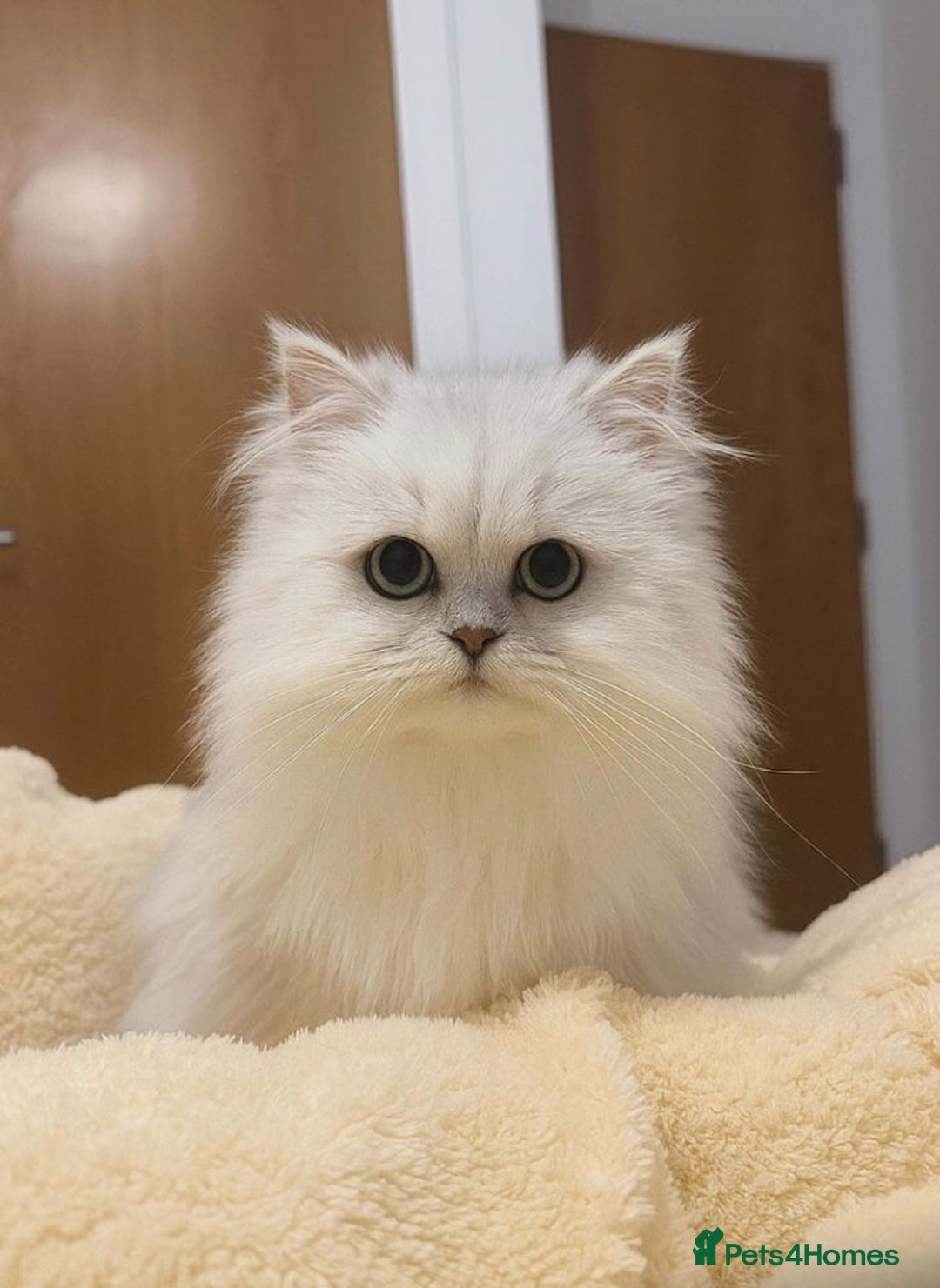 Persian cats for sale: Persian kitten boy available! - Image 6