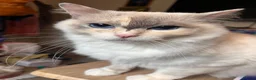 Mixed Breed cats for sale: Adorable Ragdoll cross kitten - Advert 4