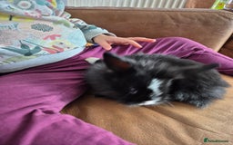 Mixed Breed rabbits for sale: Mini lop x lion head rabbits - Image 2