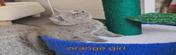 British Shorthair cats for sale: British Shorthair kitten - Advert 3
