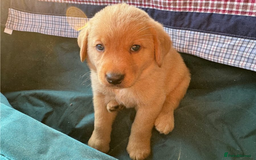 Golden Retriever dogs for sale: Gorgeous Golden retriever puppies for new homes - Image 2