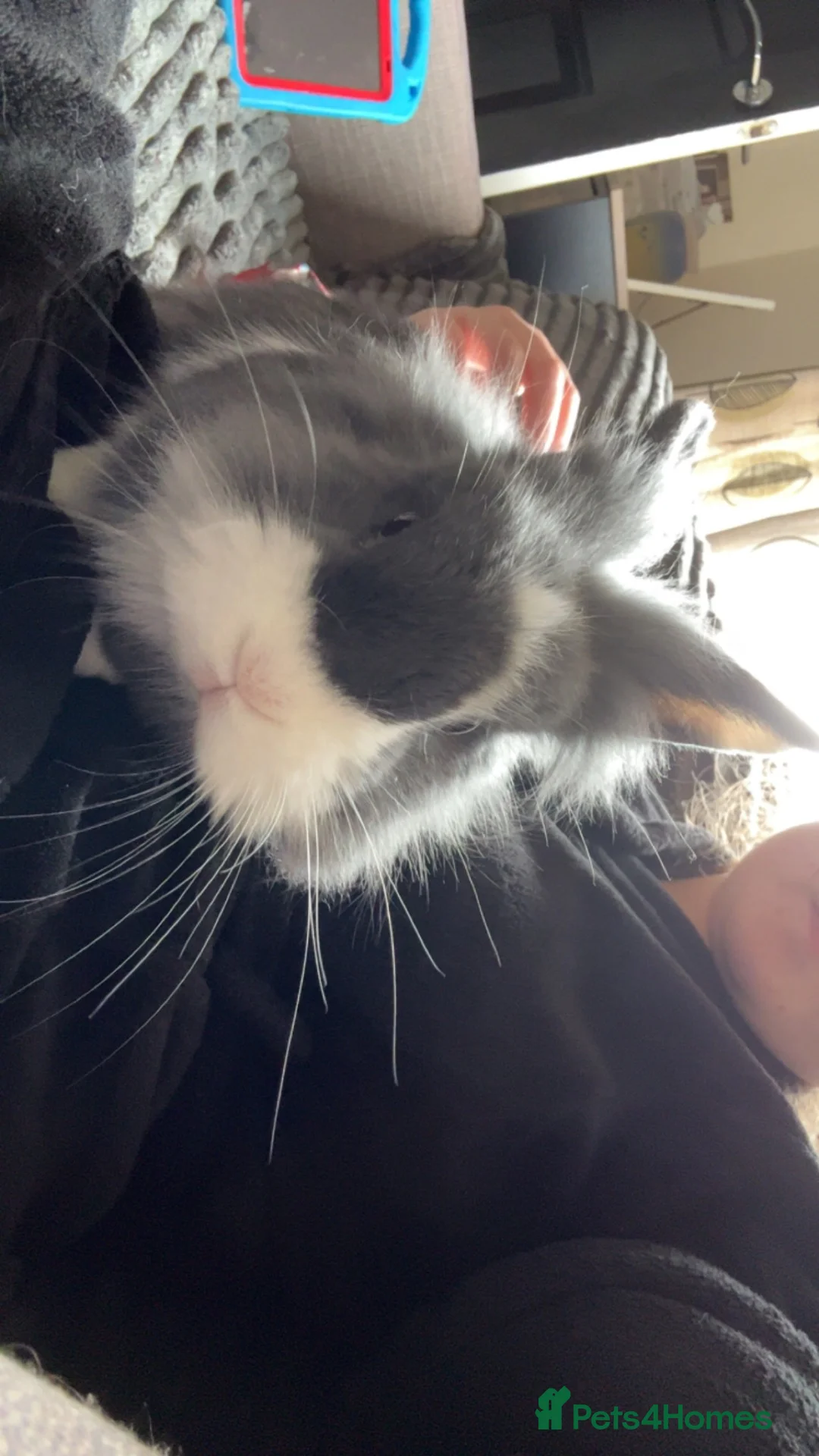 Mini Lion Lop rabbits for sale: Mini lion lop & setup  - Advert 2