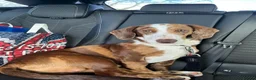 Mixed Breed dogs for sale: Dashund doxi - Advert 4