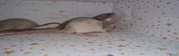 Rat rodents for sale: Baby dumbo rats - Advert 9