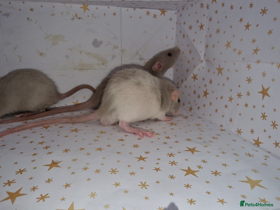 Rat rodents for sale: Baby dumbo rats - Advert 9