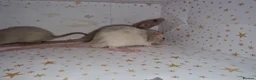 Rat rodents for sale: Baby dumbo rats - Advert 9