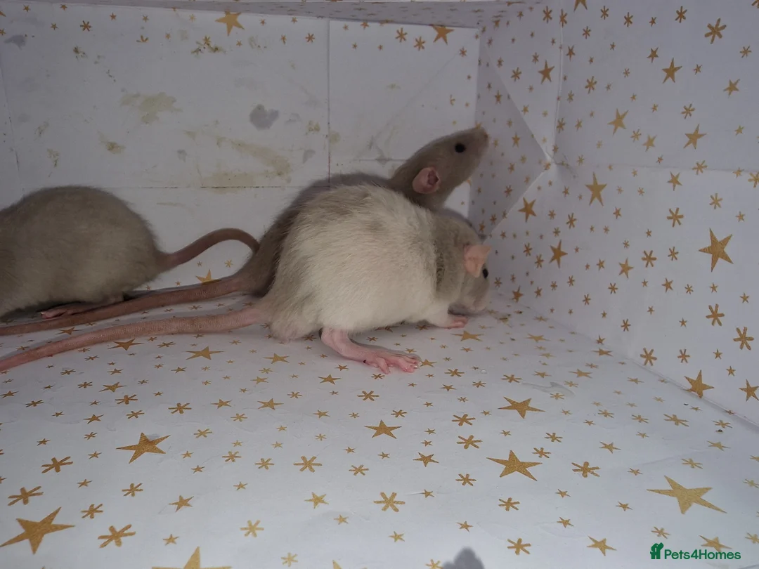 Rat rodents for sale: Baby dumbo rats - Advert 9