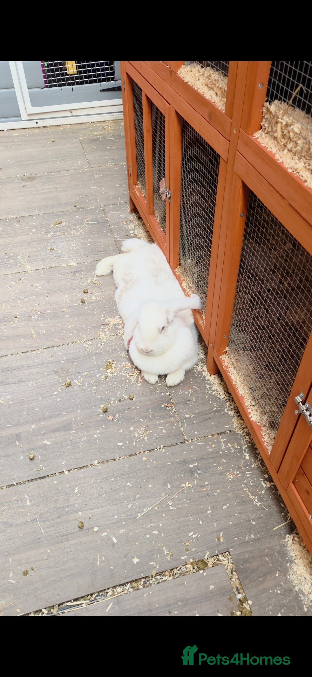 French Lop rabbits for sale: GENTLE GIANTS URGENTLY NEED NEW HOMES - Image 1