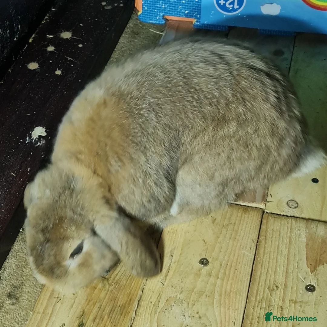Mini Lop rabbits for sale: Pure bread mini lops  - Advert 11