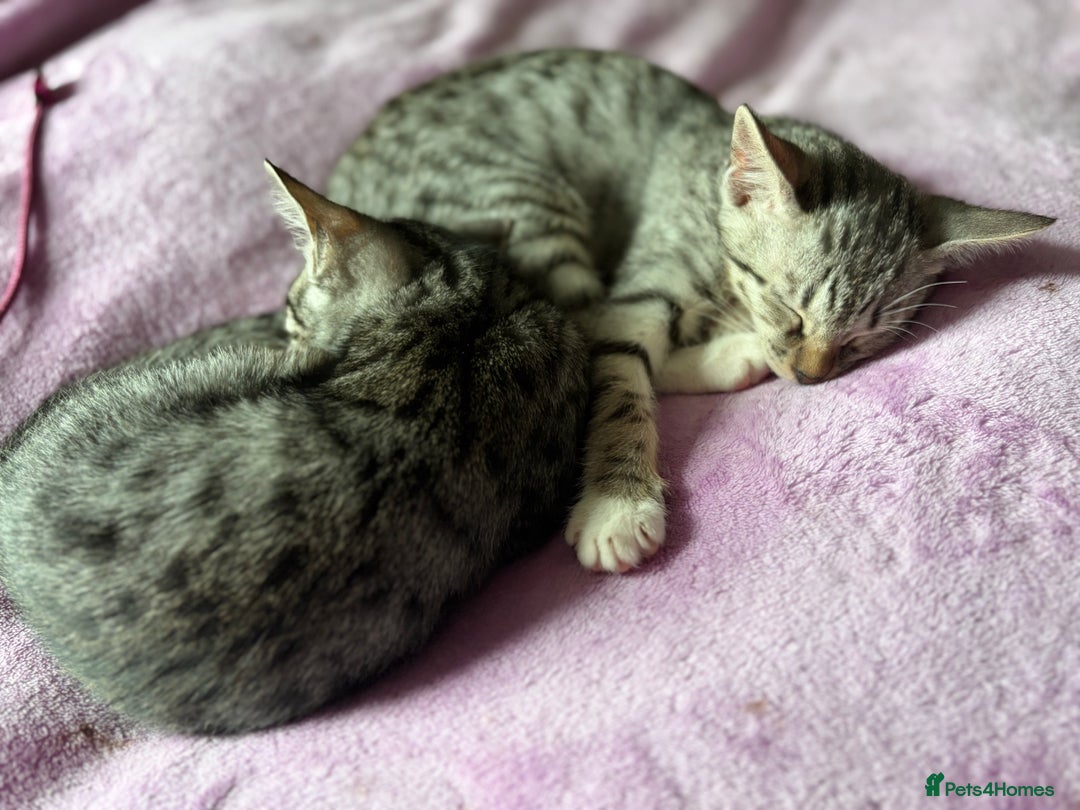 Savannah cats for sale: Savannah SBT adorable silver spotted boys and girl - Image 4