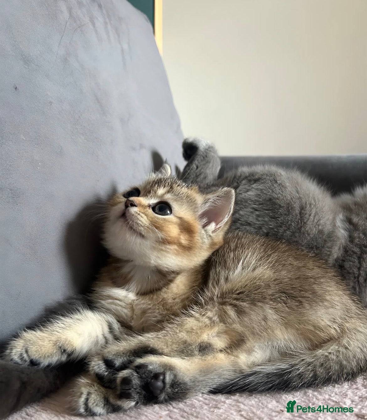 British Shorthair cats LAST GORGEOUS BSH GIRL 🩷 - Advert 2