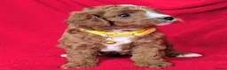 Cavapoo dogs for sale: All puppies reserved. - Advert 8