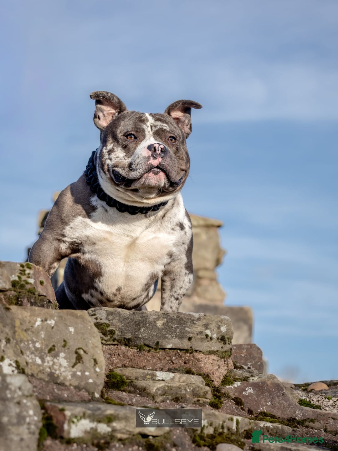 American Bully dogs for stud: ABKC POCKET BULLY STUD - Advert 3