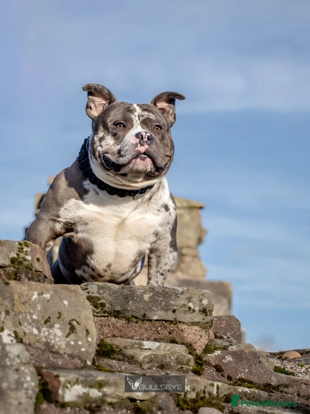 American Bully dogs for stud: ABKC POCKET BULLY STUD - Advert 7