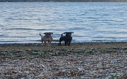 Mixed Breed dogs for sale: 8month old cane corse cross staff - Image 5