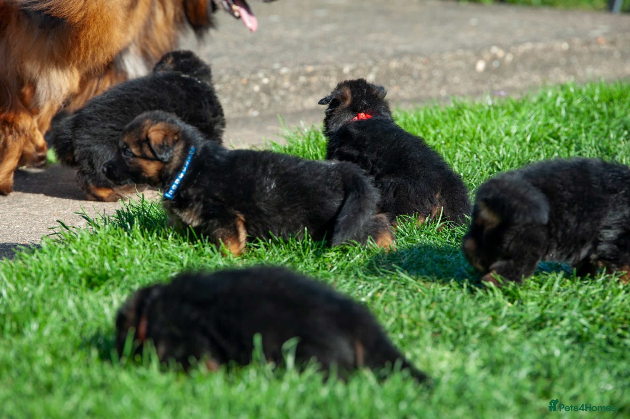 German Shepherd dogs for sale: ❤️🐾 Beautiful Long-Haired GSD Puppies🐾❤️ - Advert 19