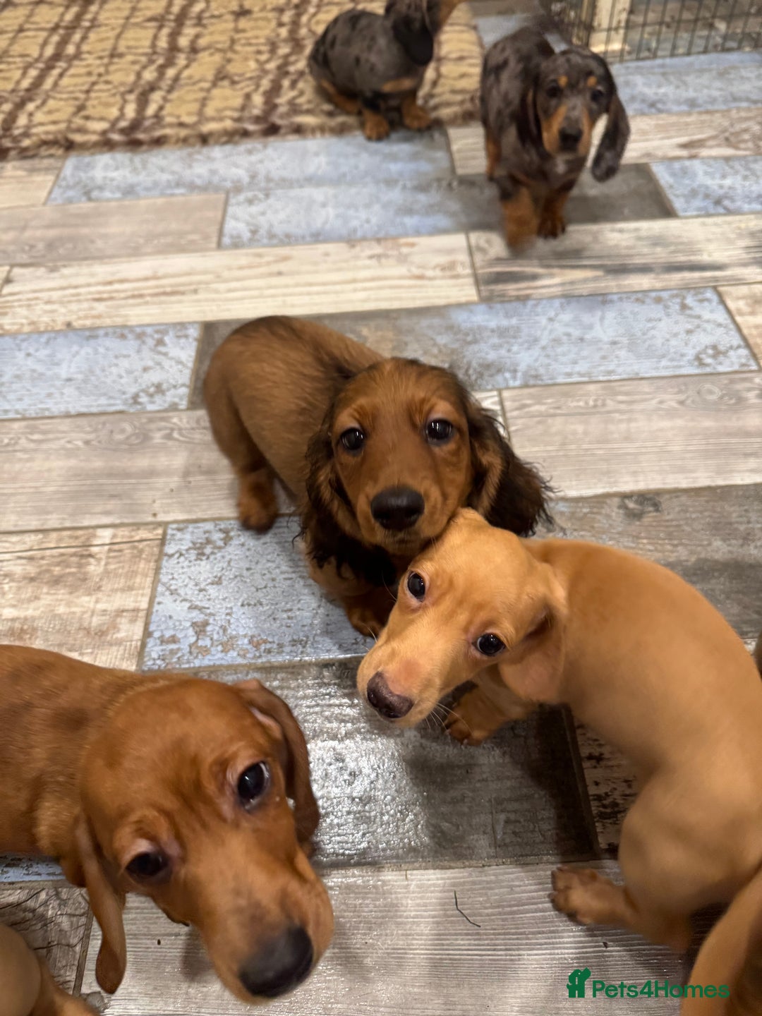 Miniature Dachshund dogs for sale: Daschunds puppies  - Advert 9