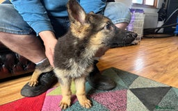 German Shepherd dogs for sale: German shepherd puppies 2 girls 1 male - Image 9