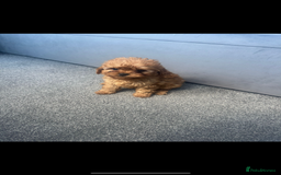 Cavapoo dogs for sale: Stunning health tested f1 Cavapoos ready now  - Image 4