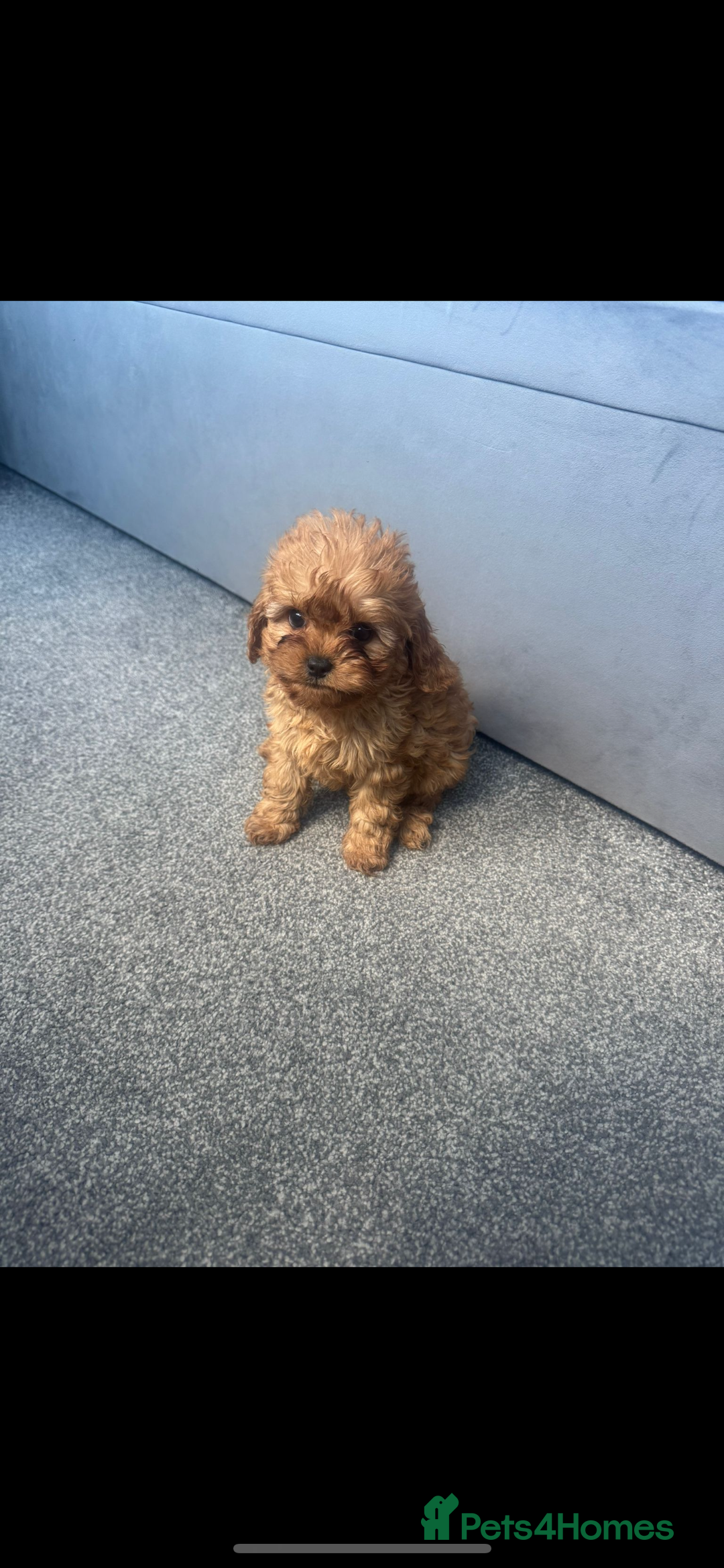 Cavapoo dogs for sale: Stunning health tested f1 Cavapoos ready now  - Image 4