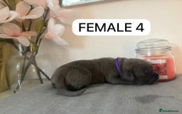 Mixed Breed dogs for sale: Italian Mastiff puppies available  - Image 10