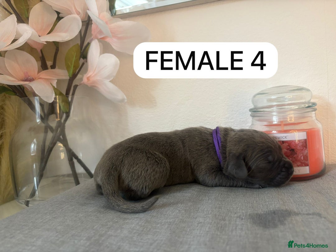 Mixed Breed dogs for sale: Italian Mastiff puppies available  - Image 10