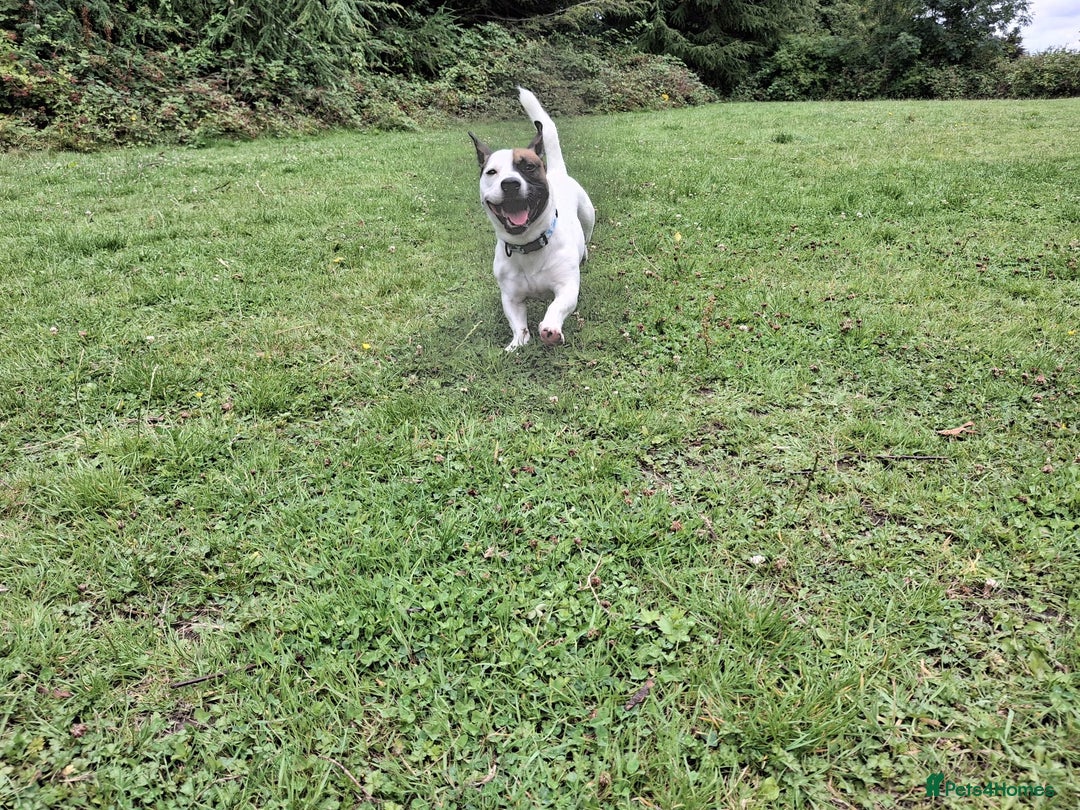 Mixed Breed dogs for sale: Bruno - Needs a New, Loving Home - Image 1