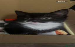 British Longhair cats for sale: Beautiful longhaired kittens ready to go now! - Image 6