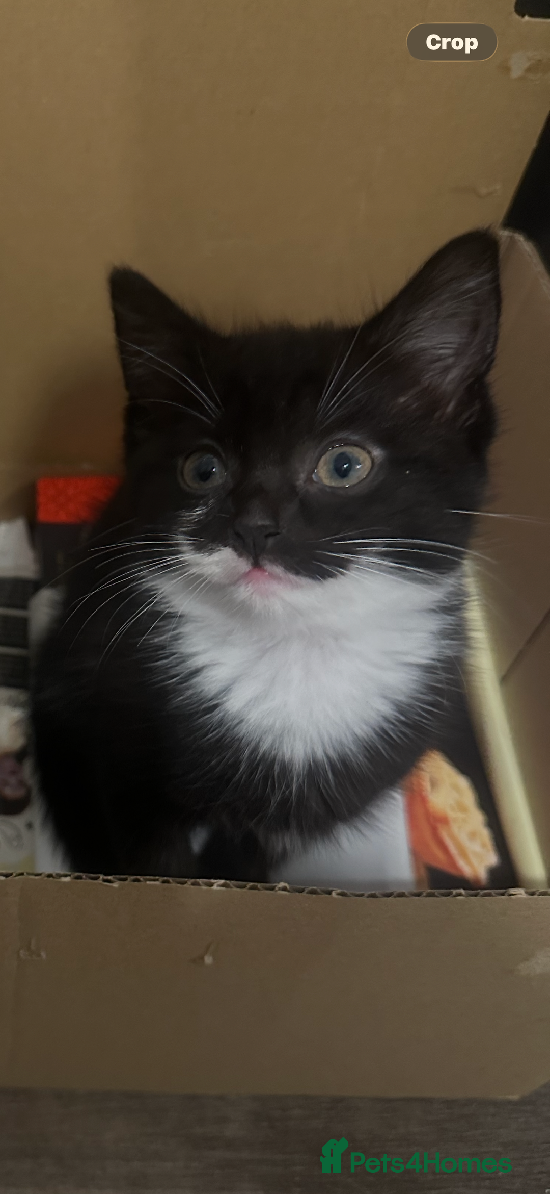 British Longhair cats for sale: Beautiful longhaired kittens ready to go now! - Image 6