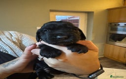 Cocker Spaniel dogs for sale: Cocker spaniel puppies  - Image 3