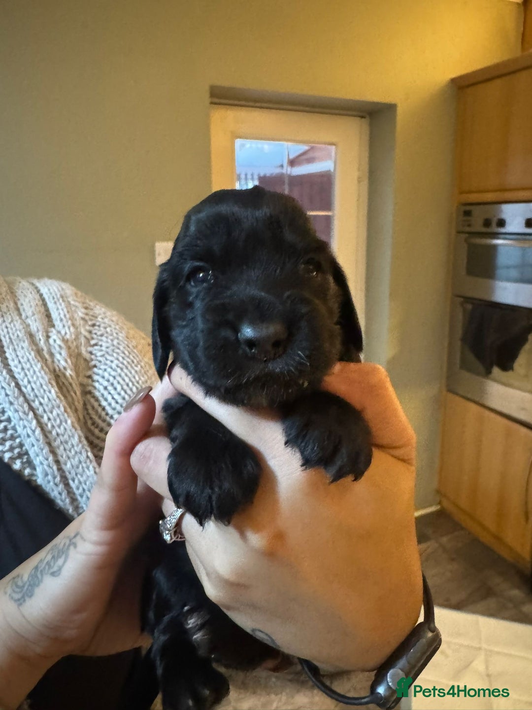 Cocker Spaniel dogs for sale: Cocker spaniel puppies  - Image 3