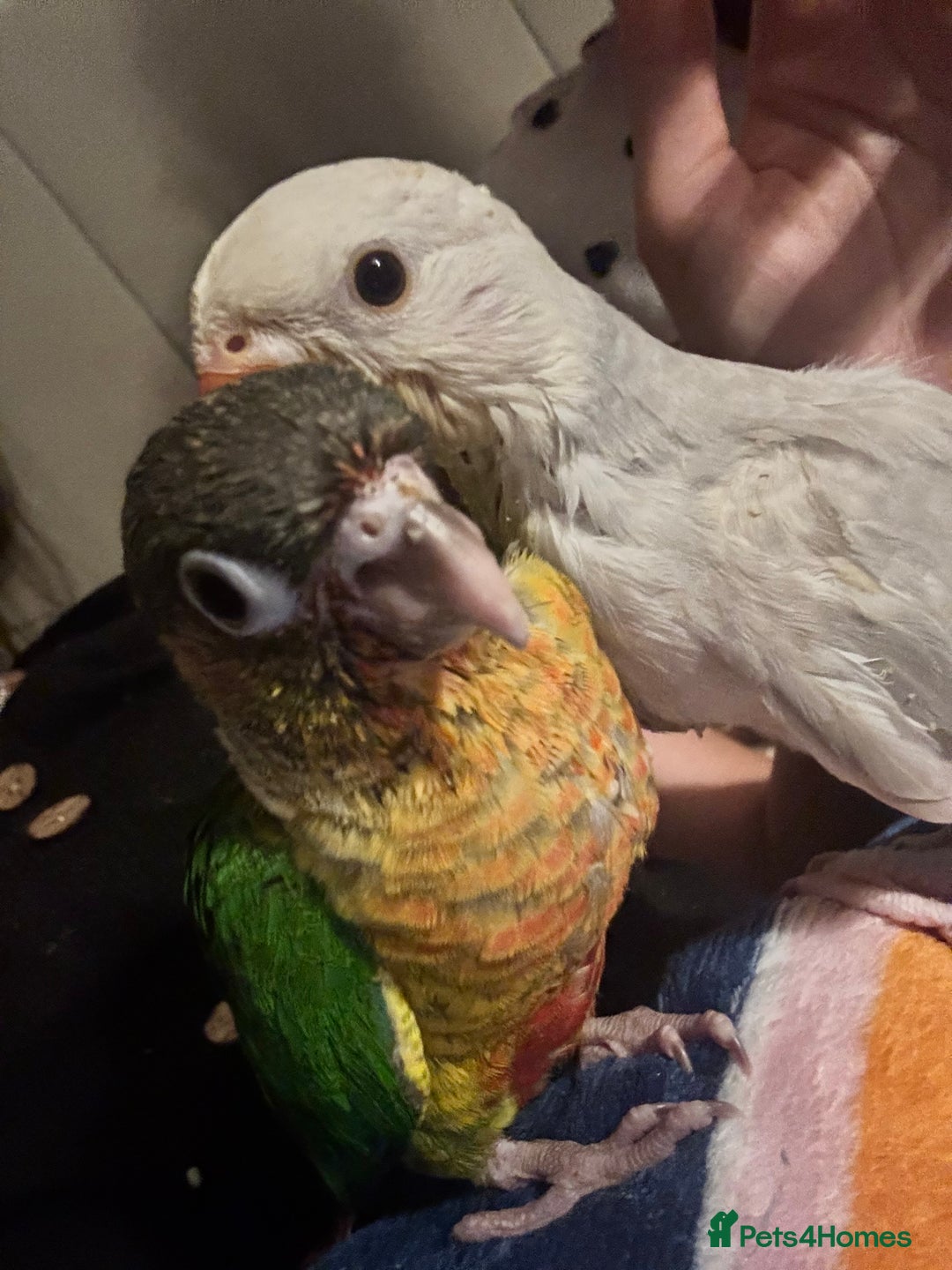 Conures birds for sale: Pineapple Cheek Conure and Indian Ring Neck  - Image 3