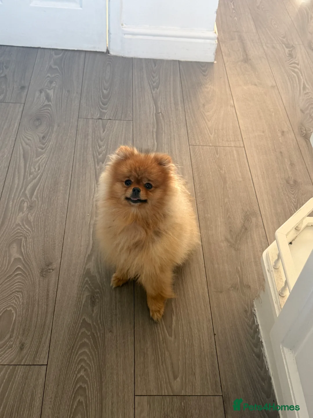 Pomeranian dogs for sale: Pomeranian pup for sale female  - Advert 1