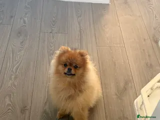 Pomeranian dogs Pomeranian pup for sale female - Advert 16