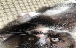 Domestic Shorthair cats for sale:  classic black and white kittens - Image 5