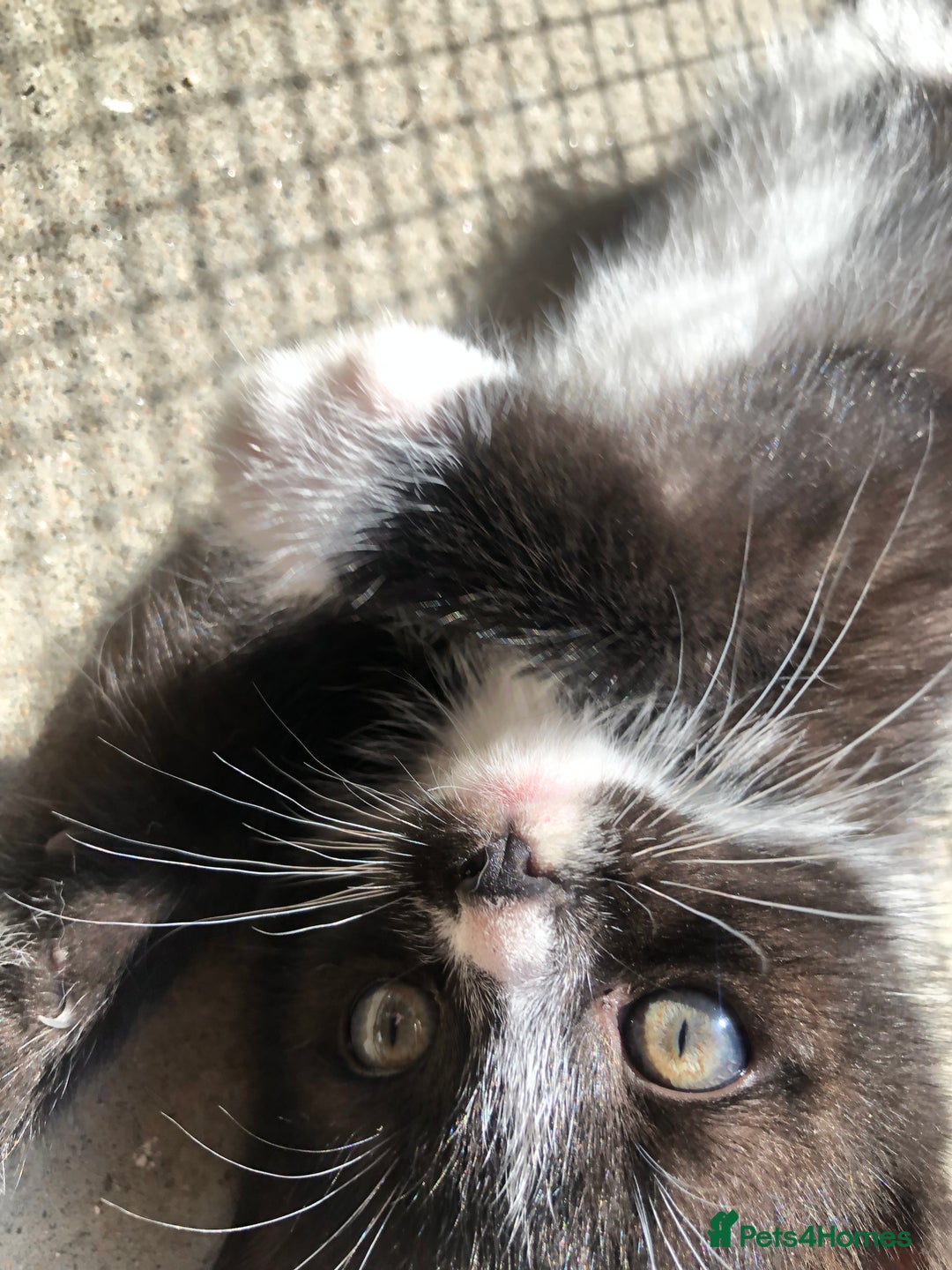 Domestic Shorthair cats for sale:  classic black and white kittens - Image 5