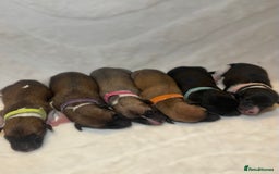 Whippet dogs for sale: 6 Stunning KC Pedigree Whippet Puppies - Image 1