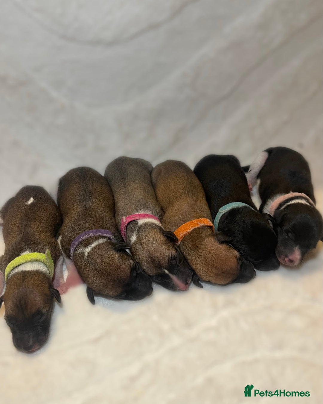 Whippet dogs for sale: 6 Stunning KC Pedigree Whippet Puppies - Image 1