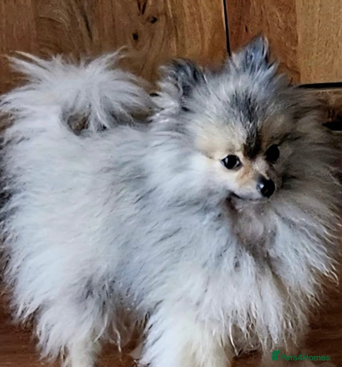 Pomeranian dogs Charlie Gould - Advert 11