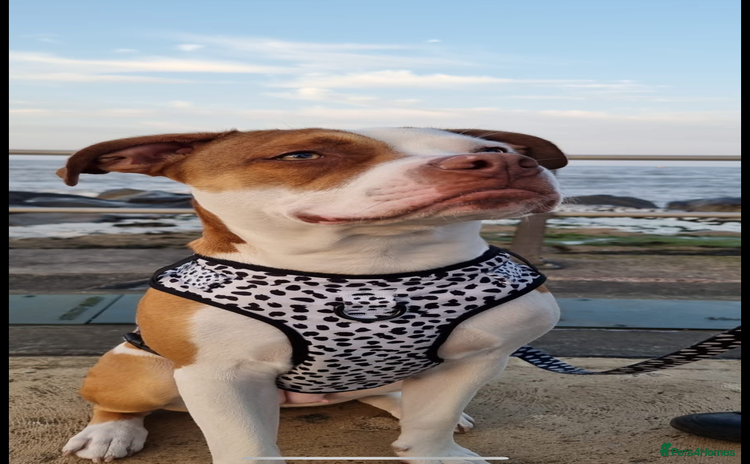 American Bulldog dogs - Advert 2