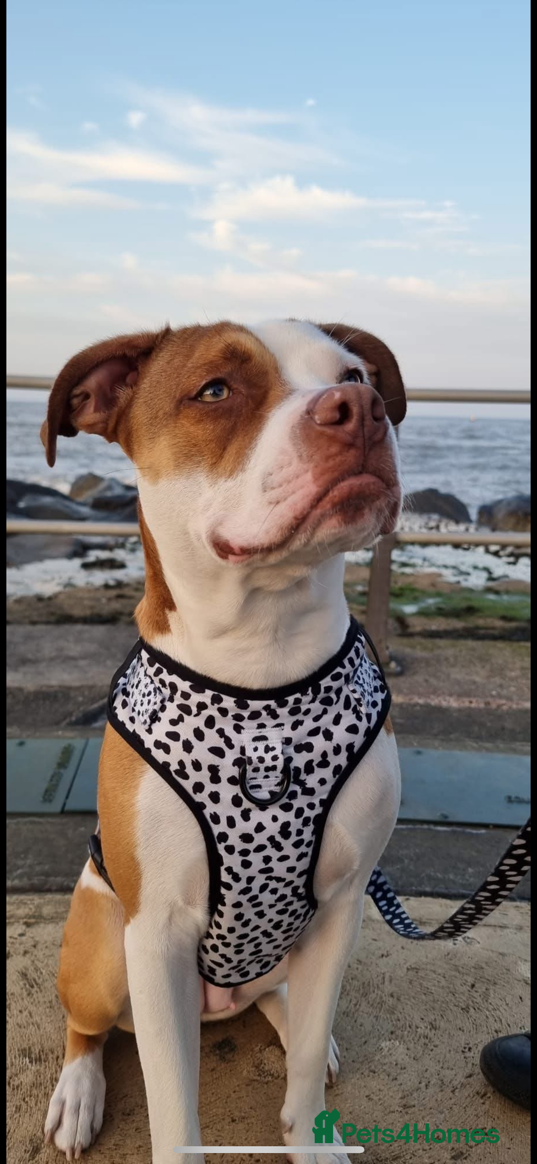 American Bulldog dogs for sale: American bulldog 1 year old  - Image 1